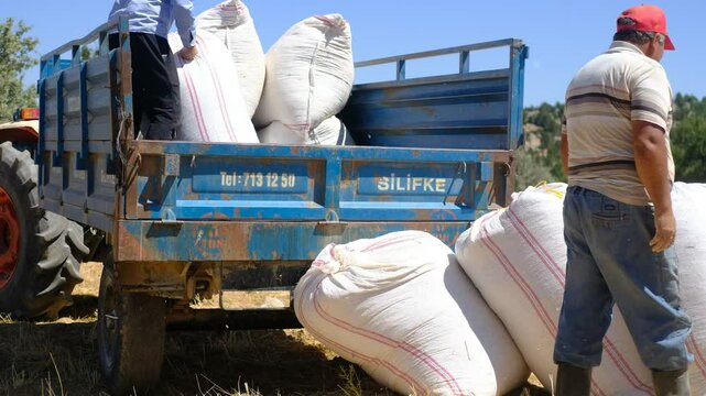 Man loading sack