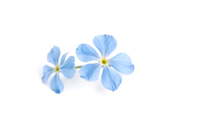 Fototapeta premium A light blue flower captured in soft lighting, creating a tranquil and artistic aesthetic isolated on white background. Generative AI