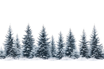 Winter coniferous forest isolated on a white background