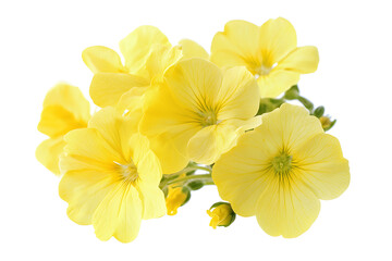 Obraz premium Yellow garden flowers isolated on a white background