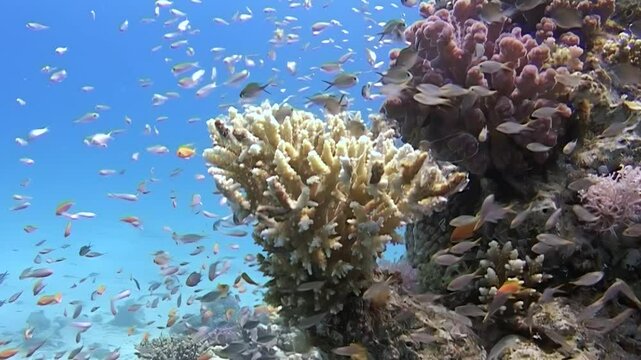 Explore mesmerizing underwater world where colorful fish dance around thriving coral formations. Serene diving adventure reveals beauty and diversity of marine life in this stunning habitat.