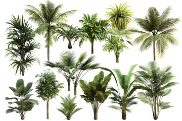 Set of tropical palm trees isolated on a white background