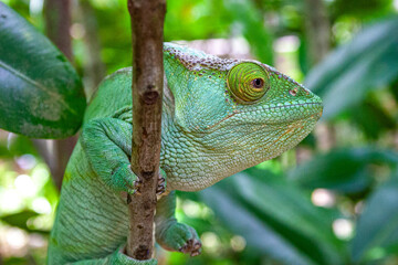 Light green Chameleon perched on a branch