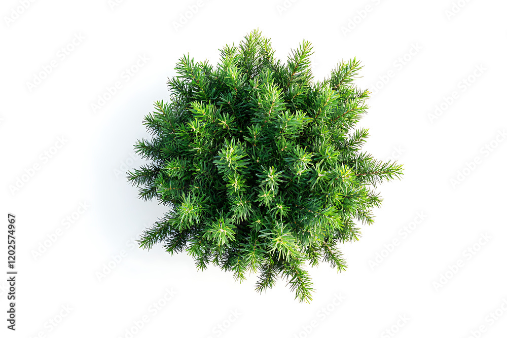 Poster top view of green fir tree spruce branch isolated on a white background