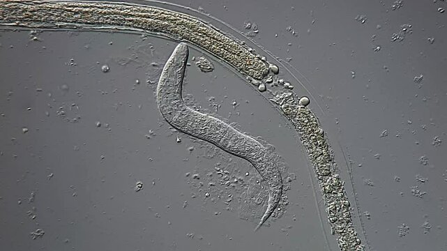 Movement of nematode parasite in dog feces under microscope 