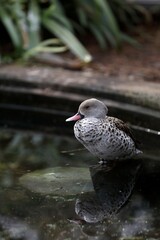 水に入り休むアカハシコガモ