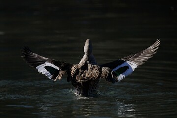 羽を広げるアカハシコガモのバックショット