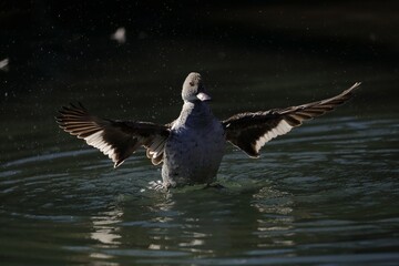 水の中で羽ばたくアカハシコガモ