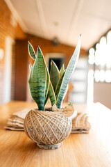 Wrapped snake plant in sunlight on table, adding greenery to indoor setting