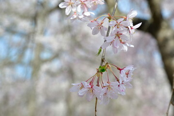 枝垂れ桜
