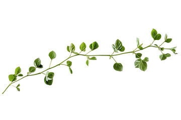 Obraz premium Moringa leaves isolated on a white background