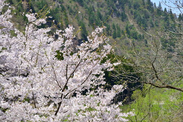 揚川発電所の桜（新潟県）