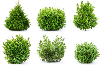 Set of green garden bushes isolated on a white background