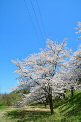 揚川発電所の桜（新潟県）