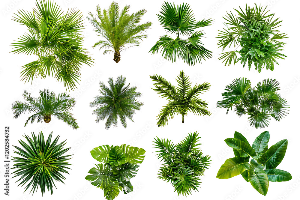 Poster set of green palm trees isolated on a white background