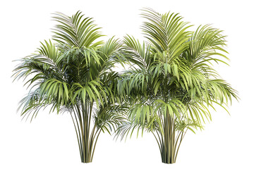 Obraz premium Set of green palm trees isolated on a white background