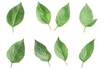 Set of mint leaves isolated a white background