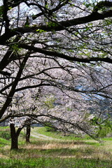 Fototapeta premium 揚川発電所の桜（新潟県）
