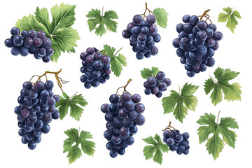 Set of ripe grapes with leaves isolated a white background