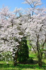 揚川発電所の桜（新潟県）