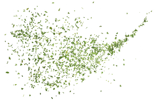 Chopped dry parsley leaves flying, isolated on white, clipping 