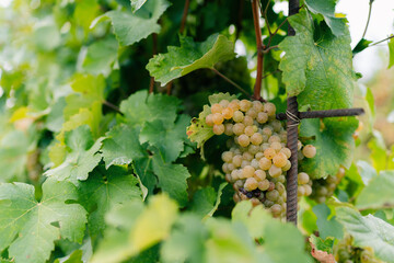 Ripe Chardonnay grapes hanging on vine at the time of grape harvest. Bunch of white grapes between the grape leaves in vineyard