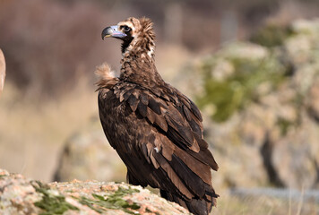 A black vulture in freedom in spain