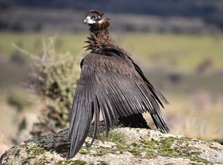 A black vulture in freedom in spain