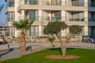 Elegant landscaping showcases palm and olive trees in a contemporary coastal complex during golden...
