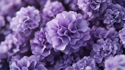 Lavender flower cluster, close-up, blurred background, soft focus, floral design