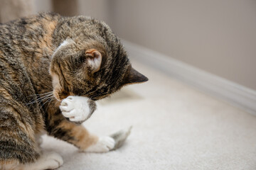 Cute little calico cat eating catnip and cleaning her face