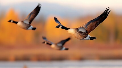 Canada geese autumn flight over wetland, nature background. Wildlife photography for websites or prints