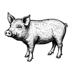Charming illustration of a plump pig standing in a rustic landscape and showcasing countryside life in vivid detail