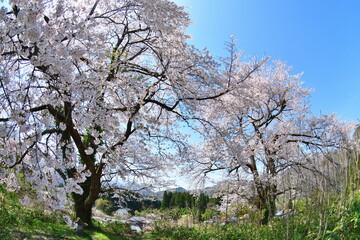 黒岩の夫婦桜（新潟県）
