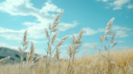 Fototapeta premium Golden grasses sway, sunny field, blue sky, pastoral scene, website banner