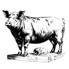 Fototapeta premium Celebrating farm life with a contented pig resting on a wooden platform in a rustic setting under warm afternoon light