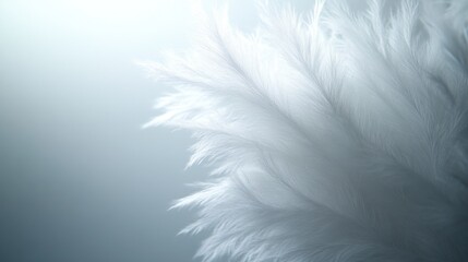 Obraz premium White feathers, soft light, airy background, purity concept