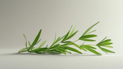 Fresh rosemary sprig, studio shot, minimalist background, culinary herb