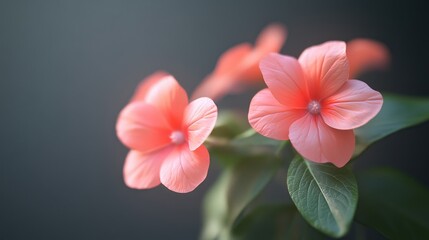 Fototapeta premium Coral flowers bloom, close-up, dark background, botanical illustration, website header