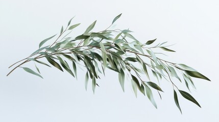 Obraz premium Eucalyptus branch, studio shot, gray background, wedding invitation design