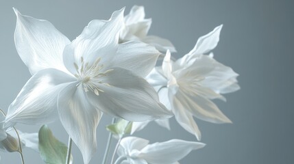 Fototapeta premium White flowers bloom, studio shot, soft background, elegant design