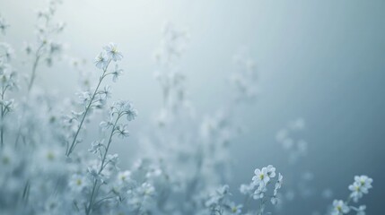 Fototapeta premium Misty meadow, delicate white flowers blooming, soft background, serene nature scene