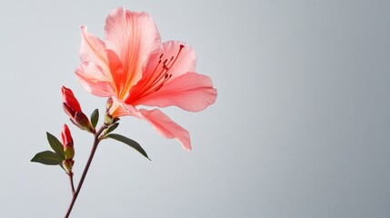 Obraz premium Pink azalea blooming, studio shot, gray background, floral design