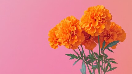 Obraz premium Orange marigolds pink background floral arrangement design