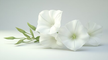 Obraz premium White moonflowers studio shot, soft light background, peaceful, design element