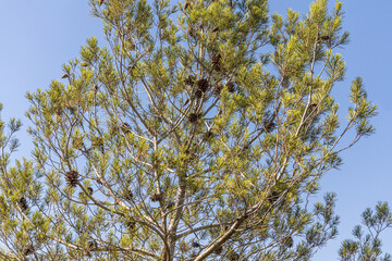 Twigs of pine trees with green needles and cones brown bark on a blue sky background in summer in a park