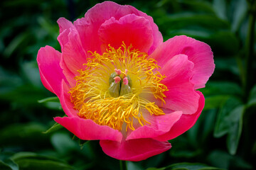 pink and white dahlia