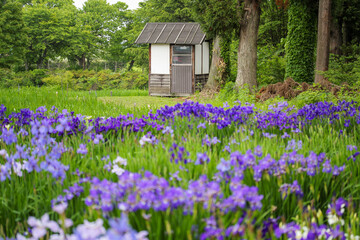 flowers in the garden