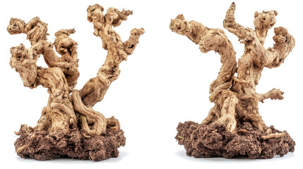 Fototapeta premium Eerie Twisted Trees on Clear Background Generative AI