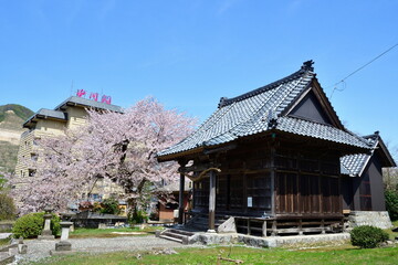 Fototapeta premium 春の咲花温泉（新潟県）